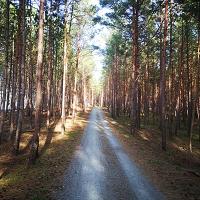 Szlak rowerowy R10 na Mierzei Wiślanej - fot. 6